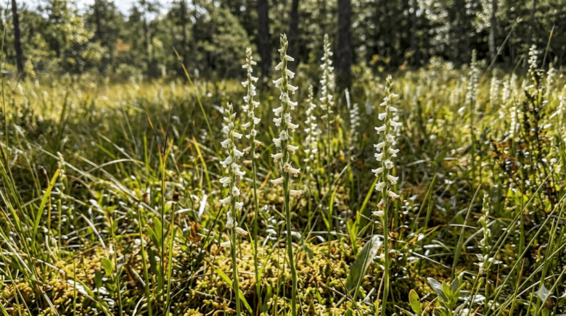 Nodding Lady's-tresses